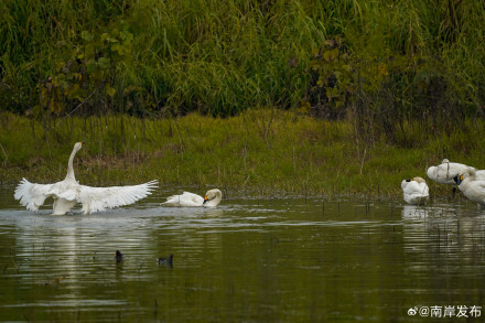 野生小天鹅首次“做客”广阳岛