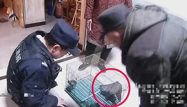 “天降”大鸟，一查来头还不小……