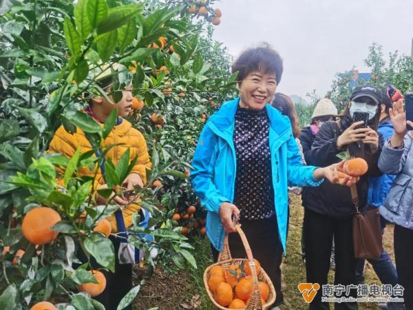 东北老铁来南宁“赴约”摘沃柑了！“摘不完，根本摘不完......”