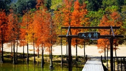 层林尽染！花都落羽杉红装加身如诗似画