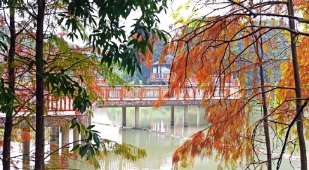 层林尽染！花都落羽杉红装加身如诗似画