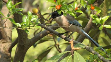 鸺鹠、小䴙䴘、鸲姫鹟……这些你不认识的名字,藏在南大鸟类“词典”里 鸺鹠、小䴙䴘、鸲姫鹟……这些你不认识的名字,藏在南大鸟类“词典”里