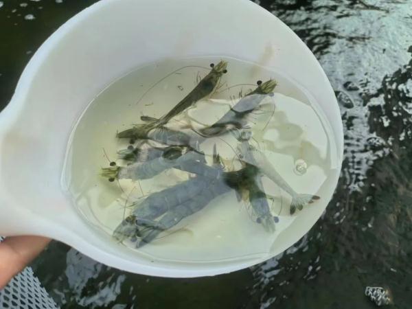 甘肃的南美对虾只是开始，还有螃蟹、加州鲈鱼……