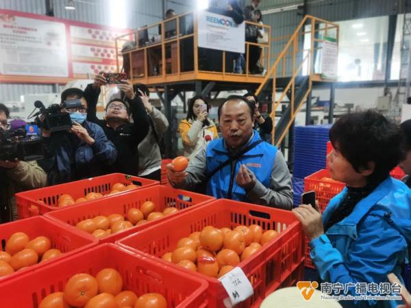 东北老铁来南宁“赴约”摘沃柑了！“摘不完，根本摘不完......”