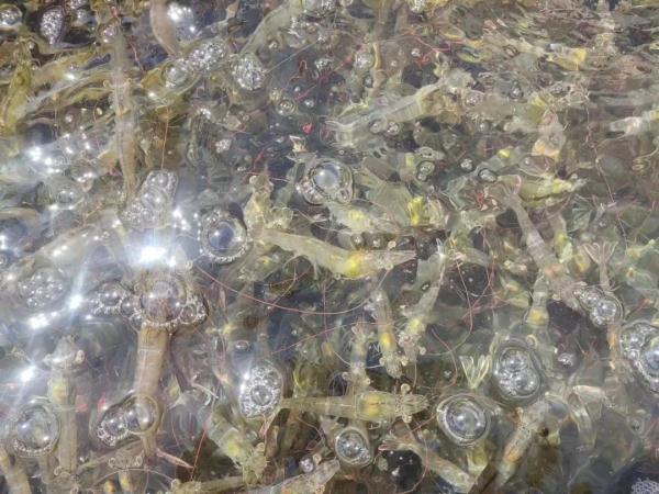 甘肃的南美对虾只是开始，还有螃蟹、加州鲈鱼……