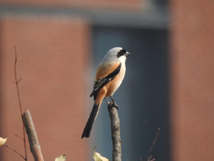 鸺鹠、小䴙䴘、鸲姫鹟……这些你不认识的名字,藏在南大鸟类“词典”里 鸺鹠、小䴙䴘、鸲姫鹟……这些你不认识的名字,藏在南大鸟类“词典”里