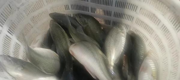 甘肃的南美对虾只是开始，还有螃蟹、加州鲈鱼……