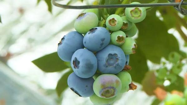 澳龙三文鱼南美对虾?陕西你到底还有多少好东西是我不知道的? 澳龙三文鱼南美对虾?陕西你到底还有多少好东西是我不知道的?
