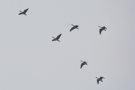 鸺鹠、小䴙䴘、鸲姫鹟……这些你不认识的名字,藏在南大鸟类“词典”里 鸺鹠、小䴙䴘、鸲姫鹟……这些你不认识的名字,藏在南大鸟类“词典”里