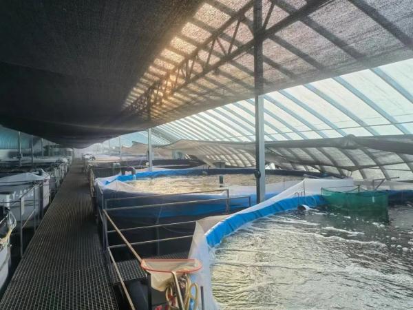 甘肃的南美对虾只是开始，还有螃蟹、加州鲈鱼……