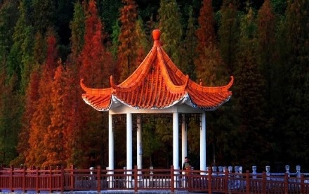 层林尽染！花都落羽杉红装加身如诗似画