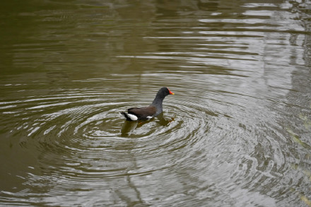 鸺鹠、小䴙䴘、鸲姫鹟……这些你不认识的名字,藏在南大鸟类“词典”里 鸺鹠、小䴙䴘、鸲姫鹟……这些你不认识的名字,藏在南大鸟类“词典”里