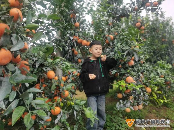 东北老铁来南宁“赴约”摘沃柑了！“摘不完，根本摘不完......”