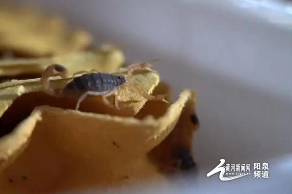 特产大摸底!阳泉还产……钻石?? 特产大摸底!阳泉还产……钻石??