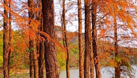 层林尽染！花都落羽杉红装加身如诗似画