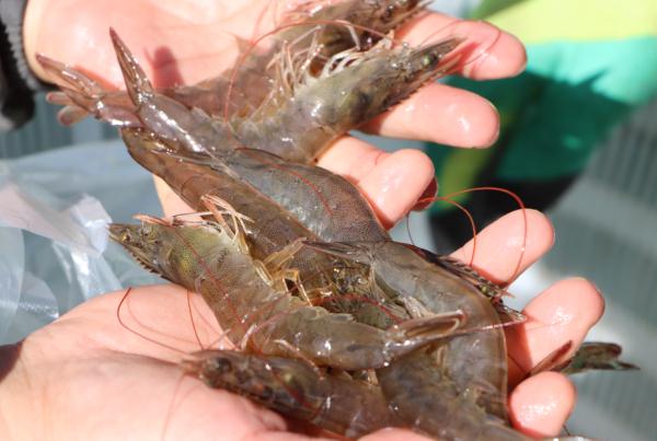 澳龙三文鱼南美对虾?陕西你到底还有多少好东西是我不知道的? 澳龙三文鱼南美对虾?陕西你到底还有多少好东西是我不知道的?