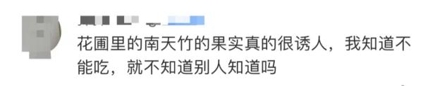 别摘别吃！有剧毒！郑州绿化带常见