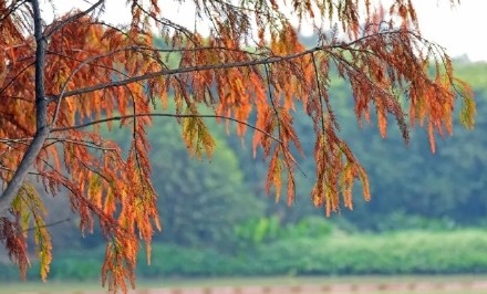 层林尽染！花都落羽杉红装加身如诗似画