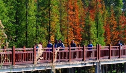 层林尽染！花都落羽杉红装加身如诗似画