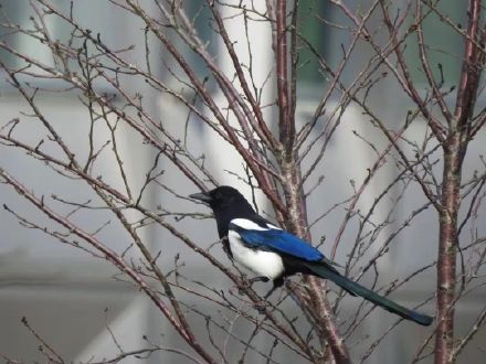 鸺鹠、小䴙䴘、鸲姫鹟……这些你不认识的名字,藏在南大鸟类“词典”里 鸺鹠、小䴙䴘、鸲姫鹟……这些你不认识的名字,藏在南大鸟类“词典”里