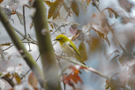 鸺鹠、小䴙䴘、鸲姫鹟……这些你不认识的名字,藏在南大鸟类“词典”里 鸺鹠、小䴙䴘、鸲姫鹟……这些你不认识的名字,藏在南大鸟类“词典”里