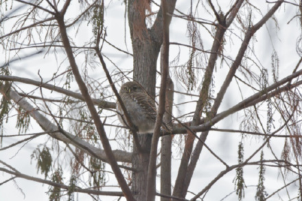 鸺鹠、小䴙䴘、鸲姫鹟……这些你不认识的名字,藏在南大鸟类“词典”里 鸺鹠、小䴙䴘、鸲姫鹟……这些你不认识的名字,藏在南大鸟类“词典”里
