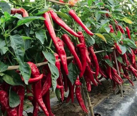 吃辣椒会长痘痘?真相其实是这样 吃辣椒会长痘痘?真相其实是这样