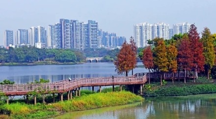 层林尽染！花都落羽杉红装加身如诗似画