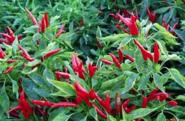 吃辣椒会长痘痘?真相其实是这样 吃辣椒会长痘痘?真相其实是这样