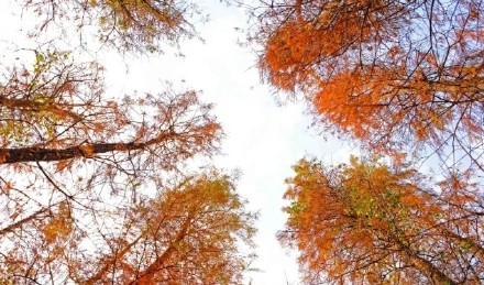 层林尽染！花都落羽杉红装加身如诗似画