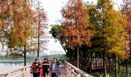 层林尽染！花都落羽杉红装加身如诗似画