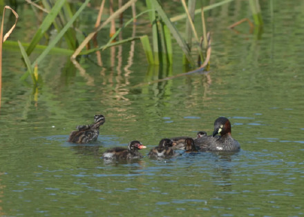鸺鹠、小䴙䴘、鸲姫鹟……这些你不认识的名字,藏在南大鸟类“词典”里 鸺鹠、小䴙䴘、鸲姫鹟……这些你不认识的名字,藏在南大鸟类“词典”里