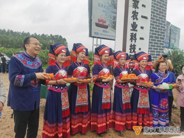 东北老铁来南宁“赴约”摘沃柑了！“摘不完，根本摘不完......”