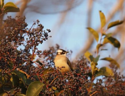 鸺鹠、小䴙䴘、鸲姫鹟……这些你不认识的名字,藏在南大鸟类“词典”里 鸺鹠、小䴙䴘、鸲姫鹟……这些你不认识的名字,藏在南大鸟类“词典”里