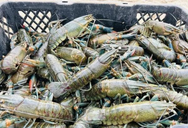 澳龙三文鱼南美对虾?陕西你到底还有多少好东西是我不知道的? 澳龙三文鱼南美对虾?陕西你到底还有多少好东西是我不知道的?