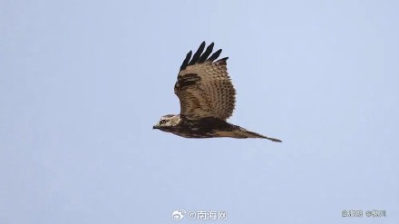 国家二级保护动物白腹鹞现身海口三江湾湿地