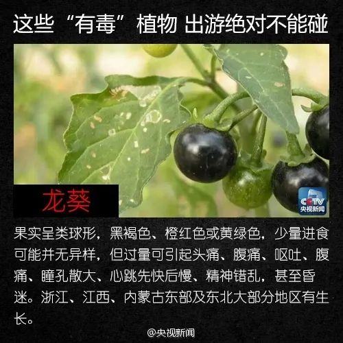 警惕！这植物全株有毒，切勿摘食！家有小孩的尤其要注意→