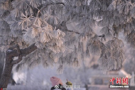 哈尔滨再现雾凇景观