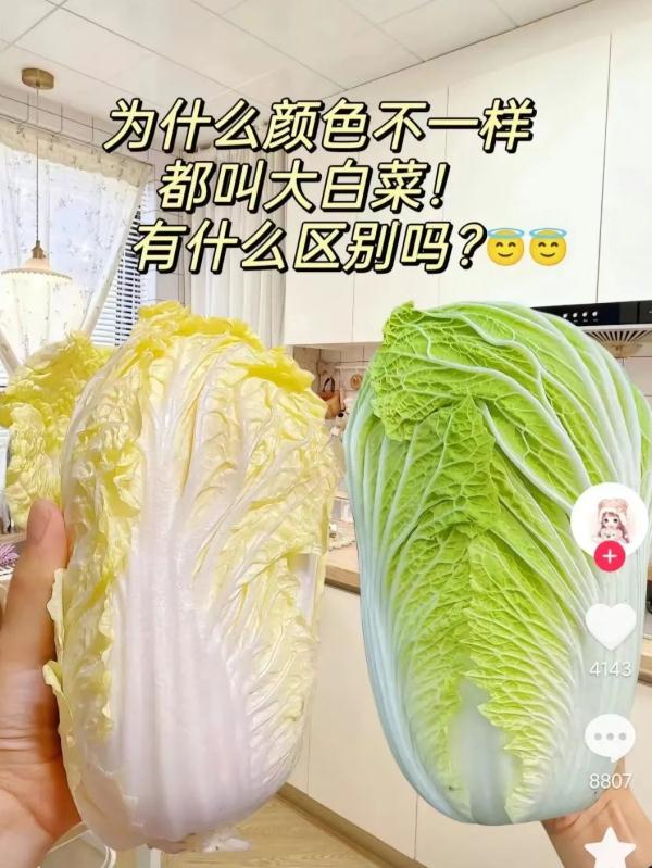 大白菜还是娃娃菜？网友吵疯了