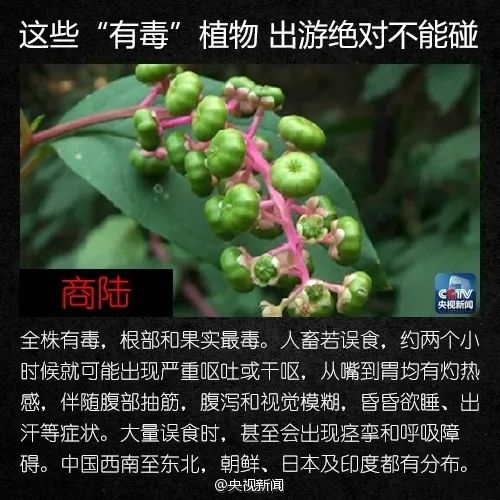 警惕！这植物全株有毒，切勿摘食！家有小孩的尤其要注意→