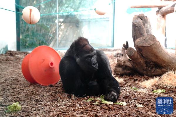 上海动物园：多种举措丰富动物生活