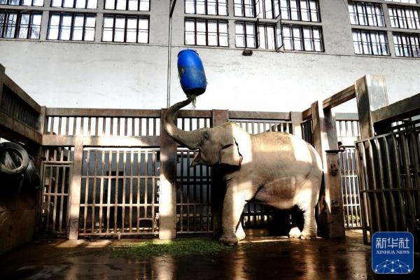 上海动物园：多种举措丰富动物生活