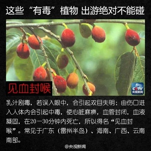 警惕！这植物全株有毒，切勿摘食！家有小孩的尤其要注意→