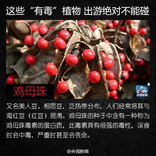 警惕！这植物全株有毒，切勿摘食！家有小孩的尤其要注意→