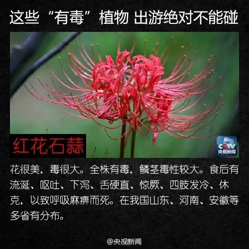 警惕！这植物全株有毒，切勿摘食！家有小孩的尤其要注意→