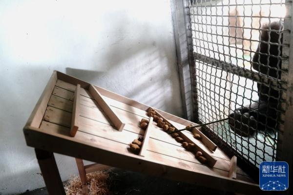 上海动物园：多种举措丰富动物生活