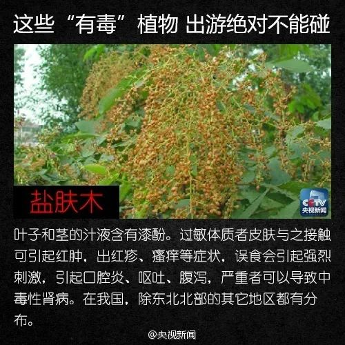 警惕！这植物全株有毒，切勿摘食！家有小孩的尤其要注意→