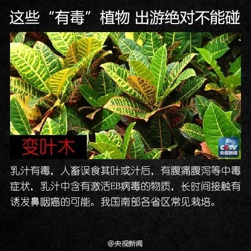 警惕！这植物全株有毒，切勿摘食！家有小孩的尤其要注意→