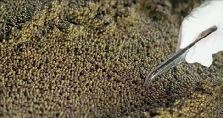 这种西方顶级食材，变中国“本土特产”！曾经拍出20万元一勺，现在几十元可买一罐