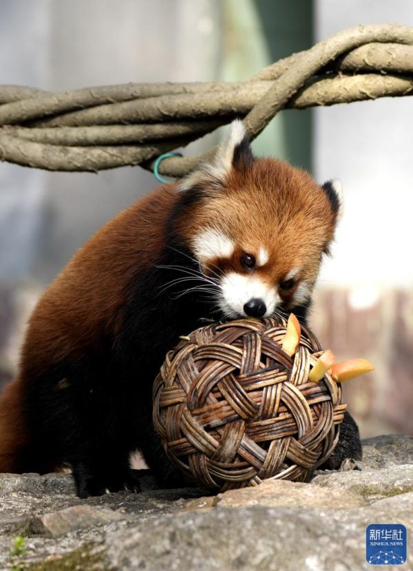 上海动物园：多种举措丰富动物生活
